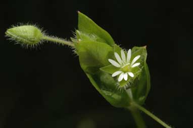 APII jpeg image of Stellaria media  © contact APII