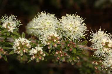 APII jpeg image of Kunzea rupestris  © contact APII