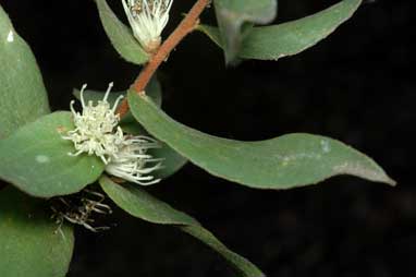 APII jpeg image of Hakea ferruginea  © contact APII