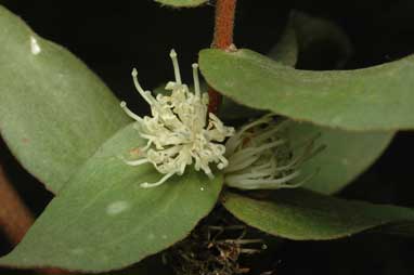 APII jpeg image of Hakea ferruginea  © contact APII