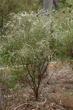 APII jpeg image of Leptospermum divaricatum  © contact APII