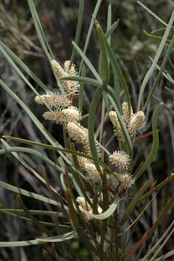 APII jpeg image of Hakea minyma  © contact APII