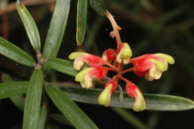 APII jpeg image of Grevillea aspera  © contact APII