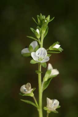 APII jpeg image of Veronica serpyllifolia  © contact APII