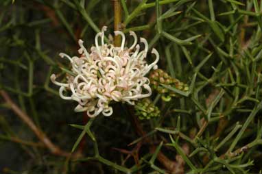 APII jpeg image of Grevillea teretifolia  © contact APII