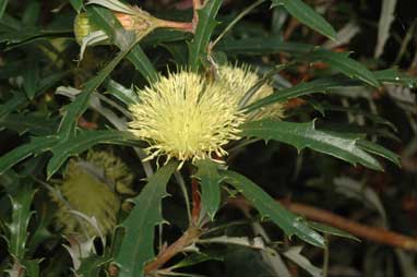 APII jpeg image of Banksia squarrosa subsp. squarrosa  © contact APII