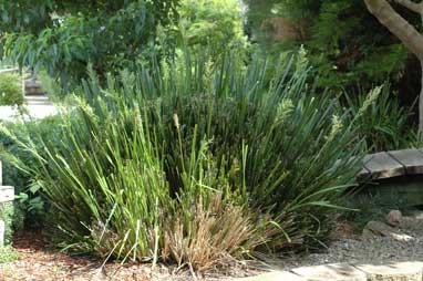 APII jpeg image of Lomandra hystrix  © contact APII