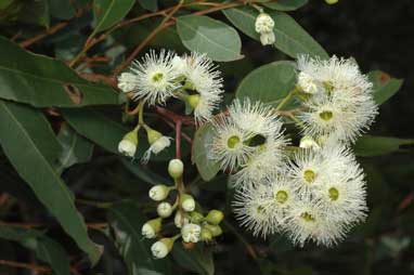 APII jpeg image of Eucalyptus paniculata  © contact APII