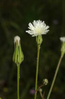 APII jpeg image of Hypochaeris albiflora  © contact APII