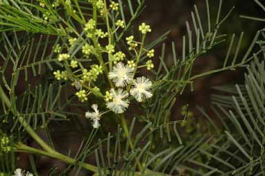 APII jpeg image of Acacia muelleriana  © contact APII