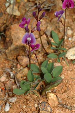 APII jpeg image of Glycine tabacina  © contact APII