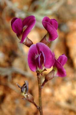 APII jpeg image of Glycine tabacina  © contact APII