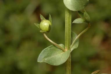 APII jpeg image of Lysimachia arvensis  © contact APII