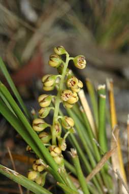 APII jpeg image of Lomandra filiformis subsp. filiformis  © contact APII