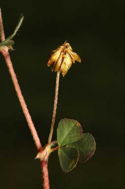 APII jpeg image of Trifolium dubium  © contact APII