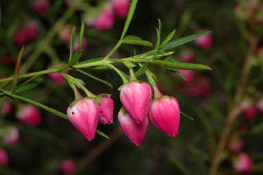 APII jpeg image of Boronia heterophylla  © contact APII