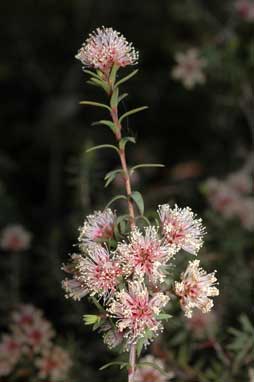 APII jpeg image of Melaleuca polygaloides  © contact APII