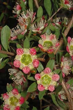 APII jpeg image of Leptospermum macrocarpum  © contact APII