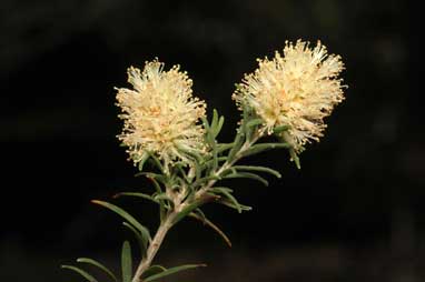 APII jpeg image of Melaleuca incana subsp. tenella  © contact APII