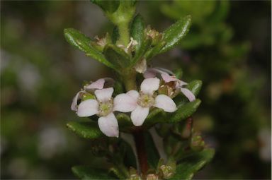 APII jpeg image of Zieria odorifera subsp. williamsii  © contact APII