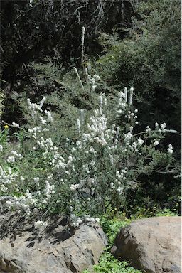 APII jpeg image of Epacris breviflora  © contact APII