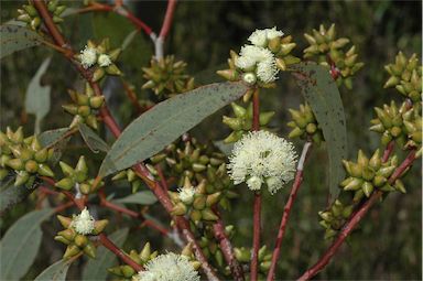 APII jpeg image of Eucalyptus decipiens subsp. chalara  © contact APII