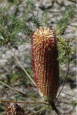 APII jpeg image of Banksia ericifolia subsp. macrantha  © contact APII