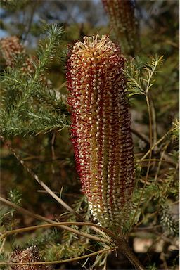 APII jpeg image of Banksia ericifolia subsp. macrantha  © contact APII