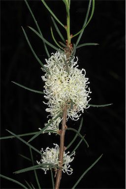 APII jpeg image of Hakea candolleana  © contact APII