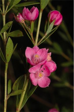 APII jpeg image of Boronia 'Aussie Rose'  © contact APII