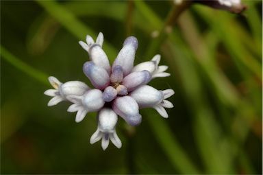 APII jpeg image of Conospermum tenuifolium  © contact APII