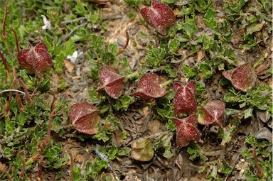 APII jpeg image of Dodonaea procumbens  © contact APII