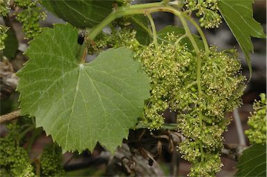 APII jpeg image of Vitis vinifera  © contact APII