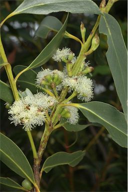 APII jpeg image of Eucalyptus langleyi  © contact APII