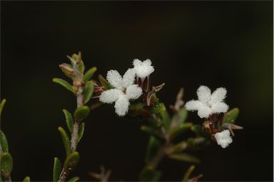 APII jpeg image of Leucopogon microphyllus var. microphyllus  © contact APII