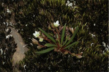 APII jpeg image of Calandrinia sp. Nerriga (I.R.H. Telford 8677)  © contact APII