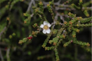 APII jpeg image of Baeckea brevifolia  © contact APII