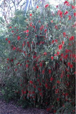 APII jpeg image of Callistemon 'Severn River'  © contact APII