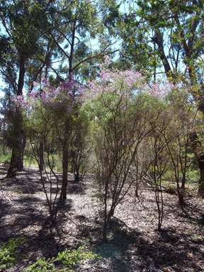 APII jpeg image of Kunzea obovata  © contact APII