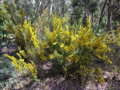 APII jpeg image of Bossiaea foliosa  © contact APII