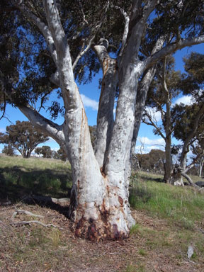 APII jpeg image of Eucalyptus mannifera  © contact APII