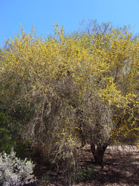 APII jpeg image of Vachellia caven  © contact APII