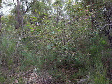 APII jpeg image of Eucalyptus langleyi  © contact APII