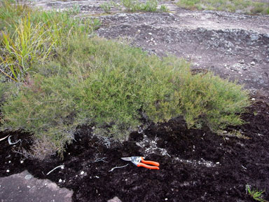 APII jpeg image of Baeckea brevifolia  © contact APII