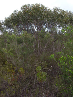 APII jpeg image of Eucalyptus stricta  © contact APII