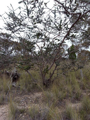 APII jpeg image of Eucalyptus pulverulenta  © contact APII