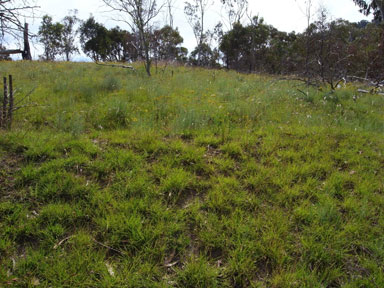 APII jpeg image of Themeda triandra  © contact APII