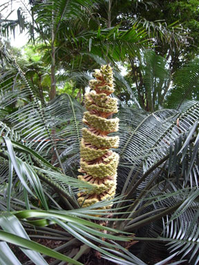 APII jpeg image of Lepidozamia peroffskyana  © contact APII