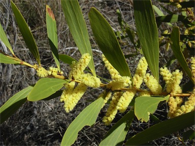 APII jpeg image of Acacia longifolia subsp. longifolia  © contact APII