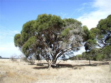 APII jpeg image of Eucalyptus cneorifolia  © contact APII
